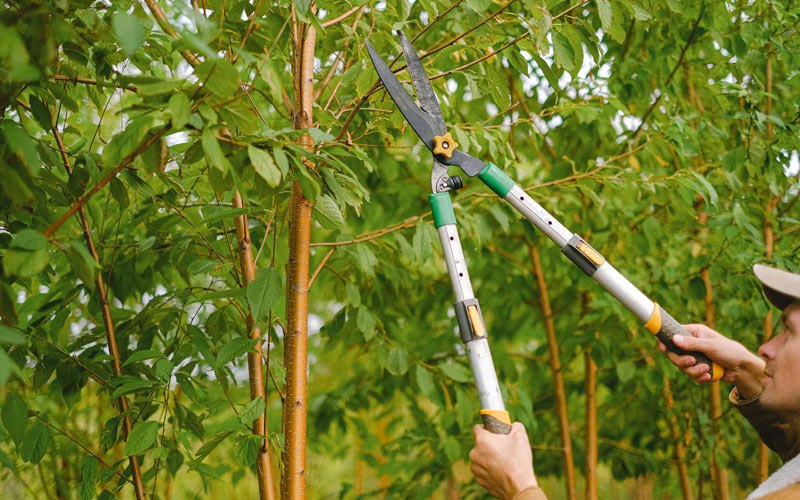 Tree trimming in Rocky Mount, VA